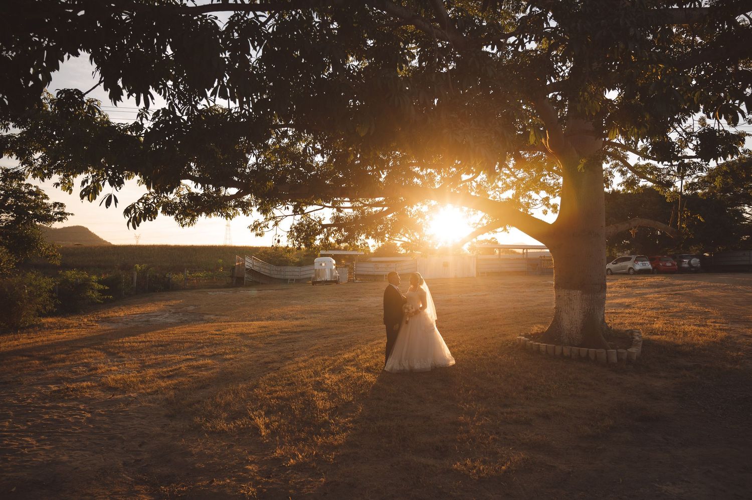 Golden sunset landscape with silhouetted trees and warm glowing light filtering through branches.