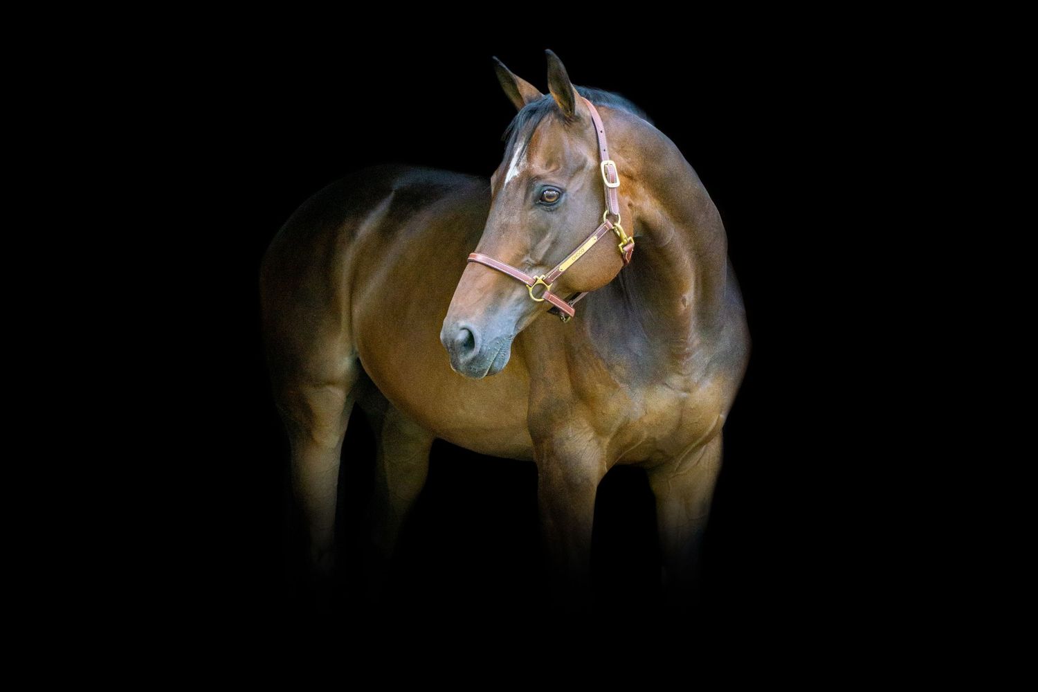Equine photographer, Lehigh valley, black backgrounds, mo equine photography, horse and rider sessions, pet photography