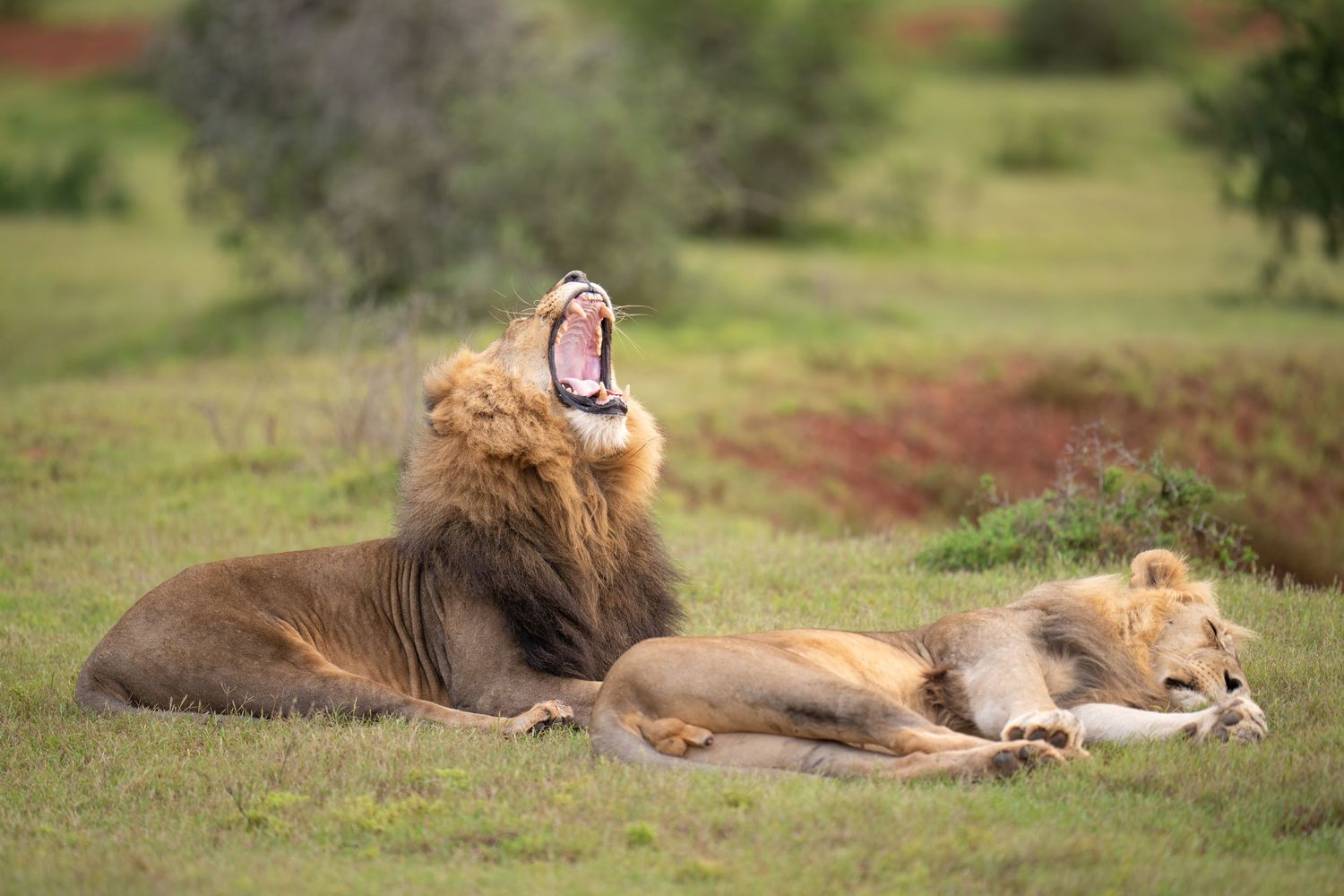 Lions lounging in the grass during a lazy afternoon in the African plains.