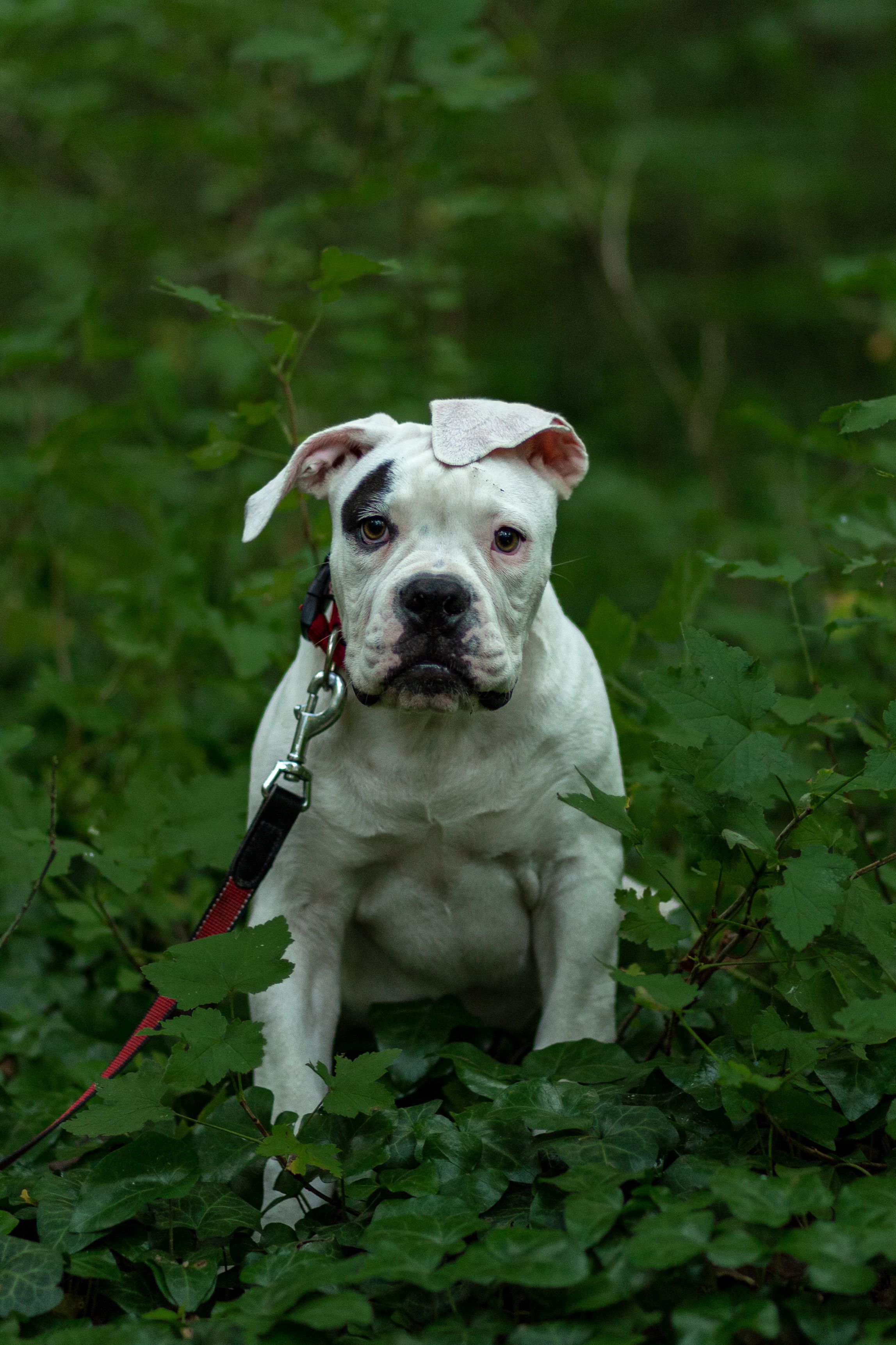 dog photo kutyafoto kisallatfoto gbr gbrfoto amerikai bulldog american bulldog