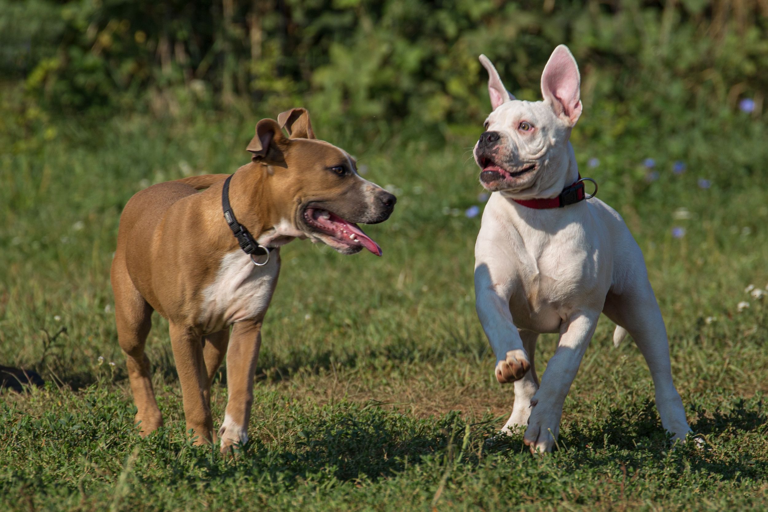 dog photo kutyafoto kisallatfoto gbr gbrfoto amerikai bulldog american bulldog