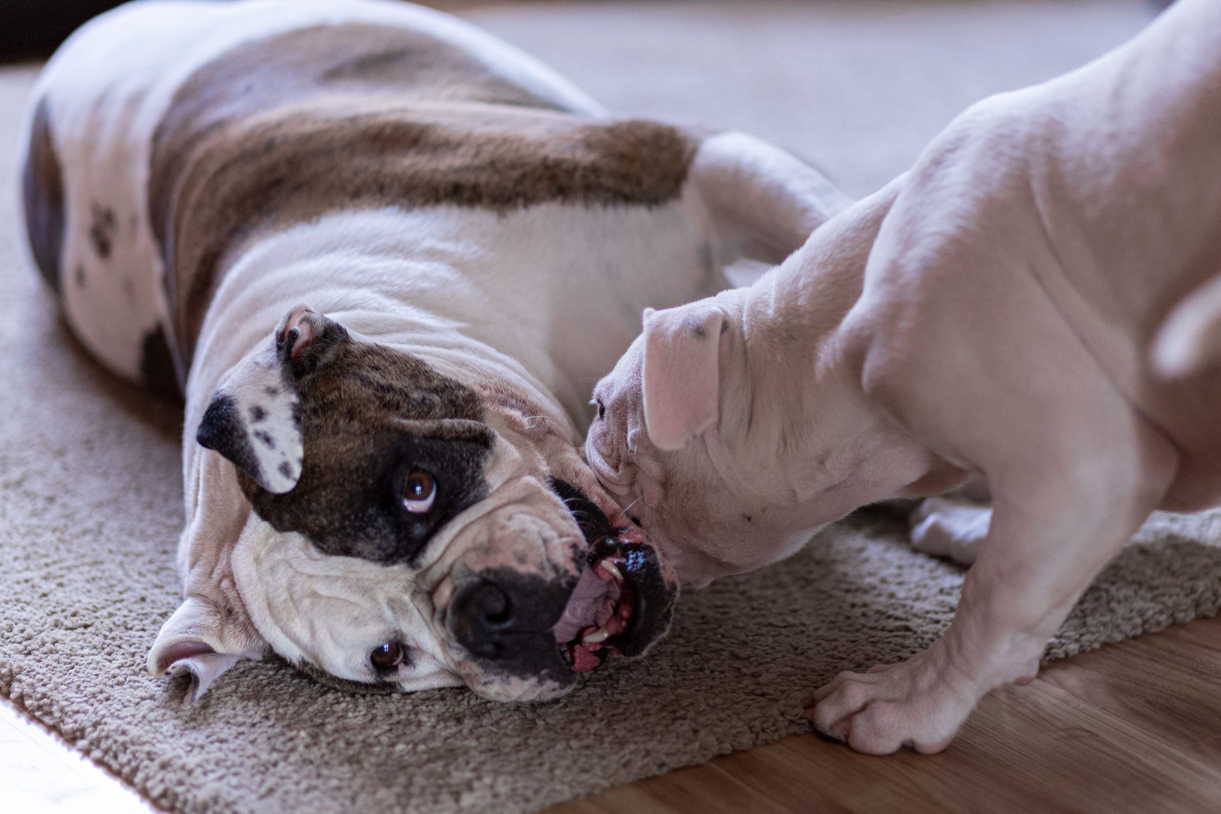 dog photo kutyafoto kisallatfoto gbr gbrfoto amerikai bulldog american bulldog