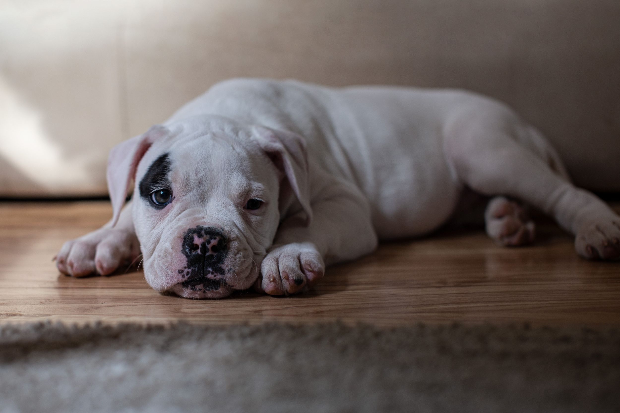 dog photo kutyafoto kisallatfoto gbr gbrfoto amerikai bulldog american bulldog