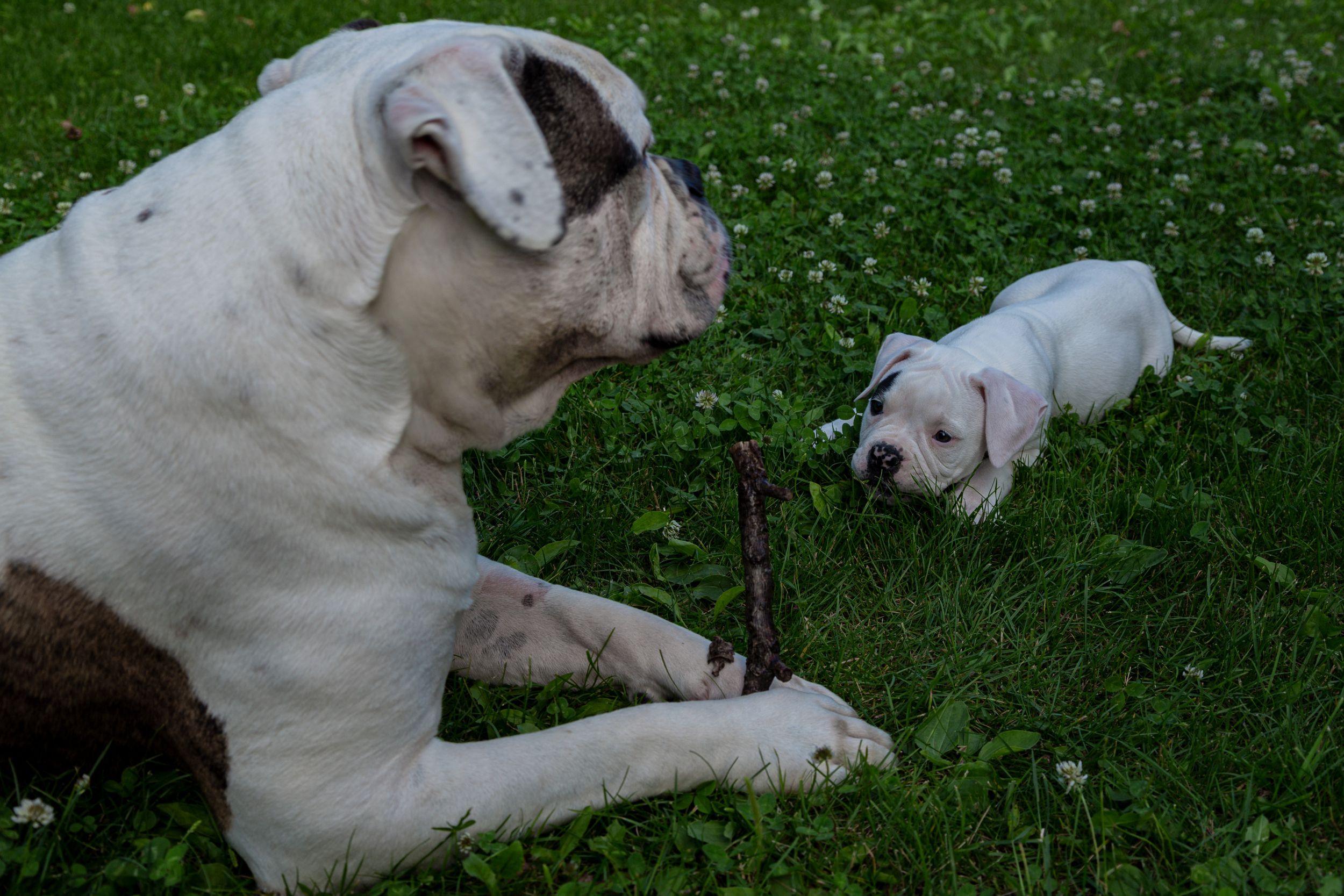 dog photo kutyafoto kisallatfoto gbr gbrfoto amerikai bulldog american bulldog