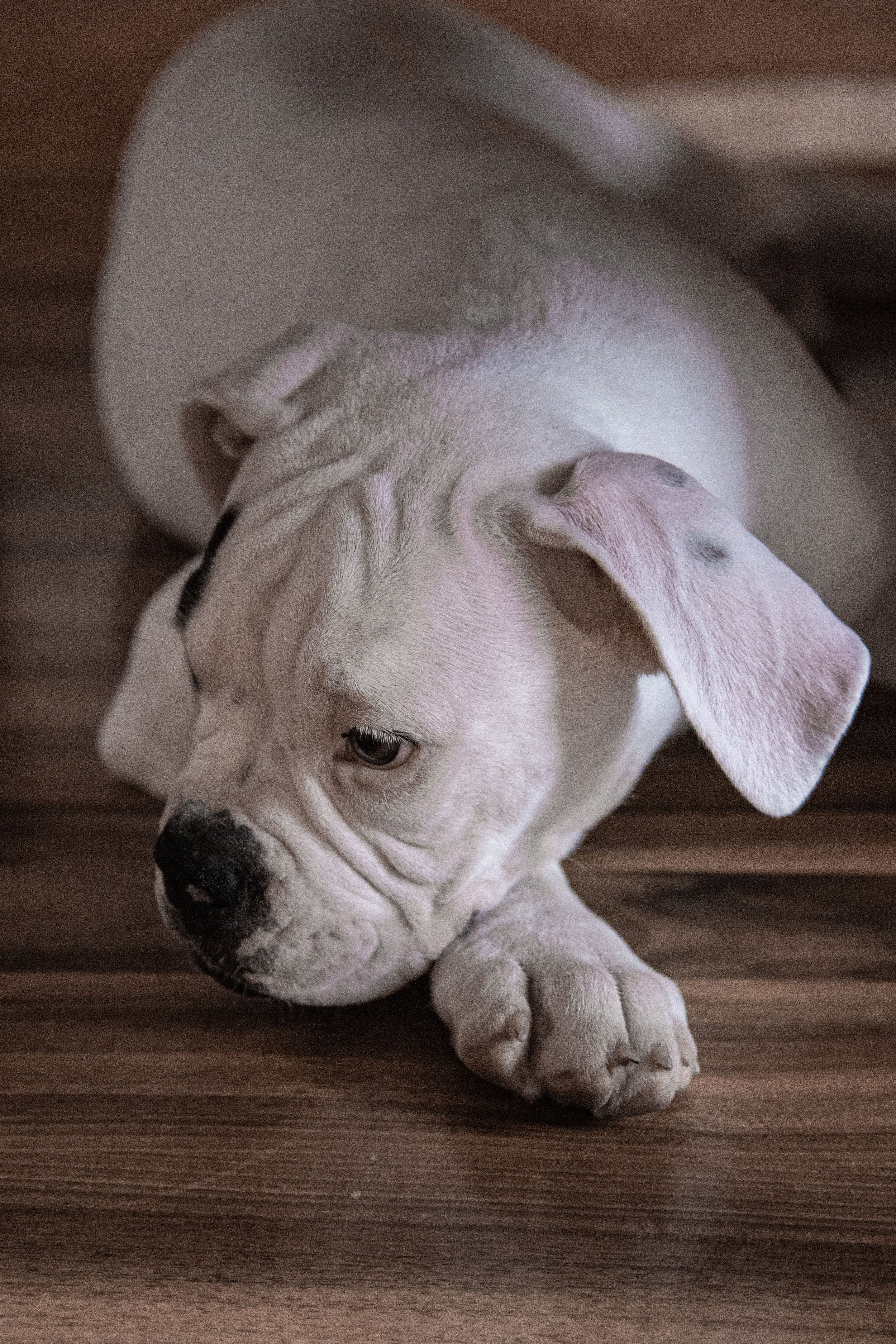 dog photo kutyafoto kisallatfoto gbr gbrfoto amerikai bulldog american bulldog