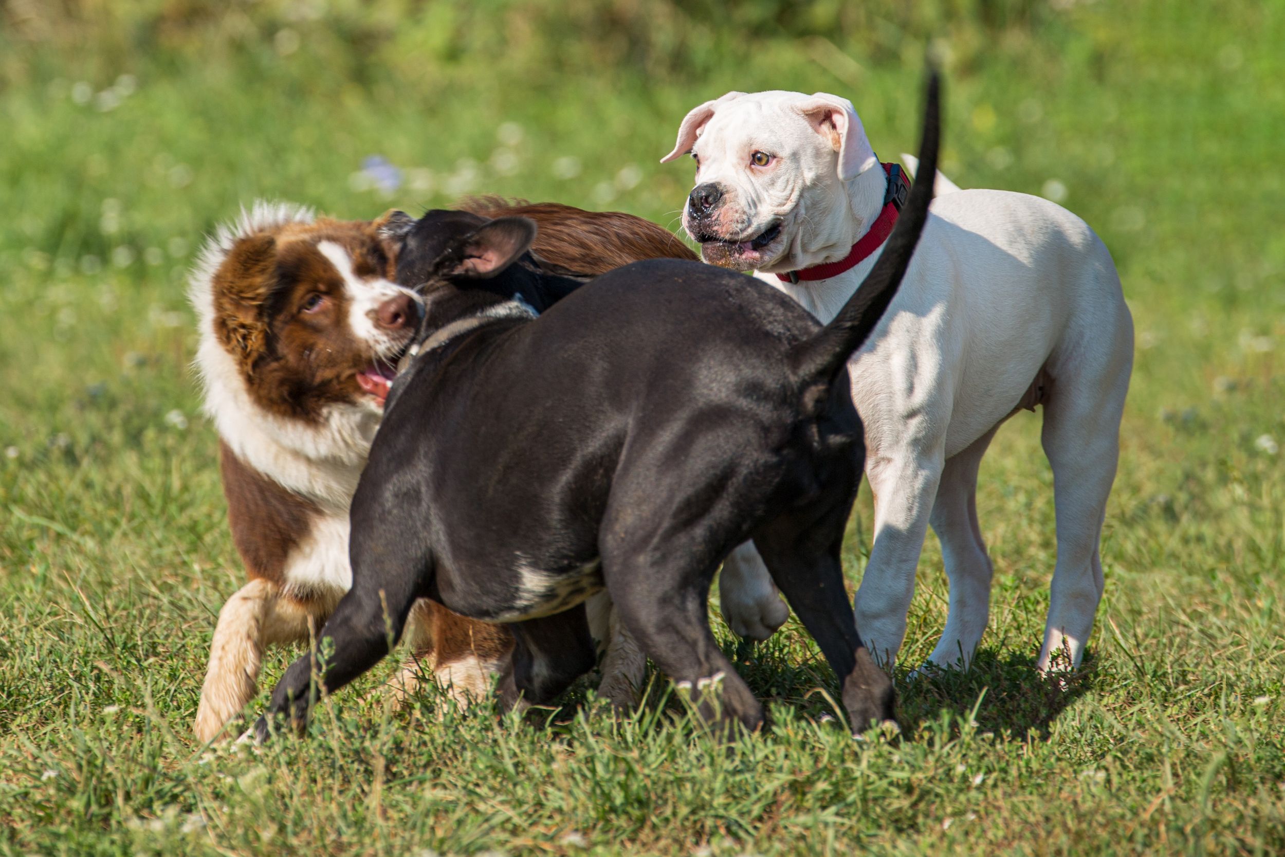dog photo kutyafoto kisallatfoto gbr gbrfoto amerikai bulldog american bulldog