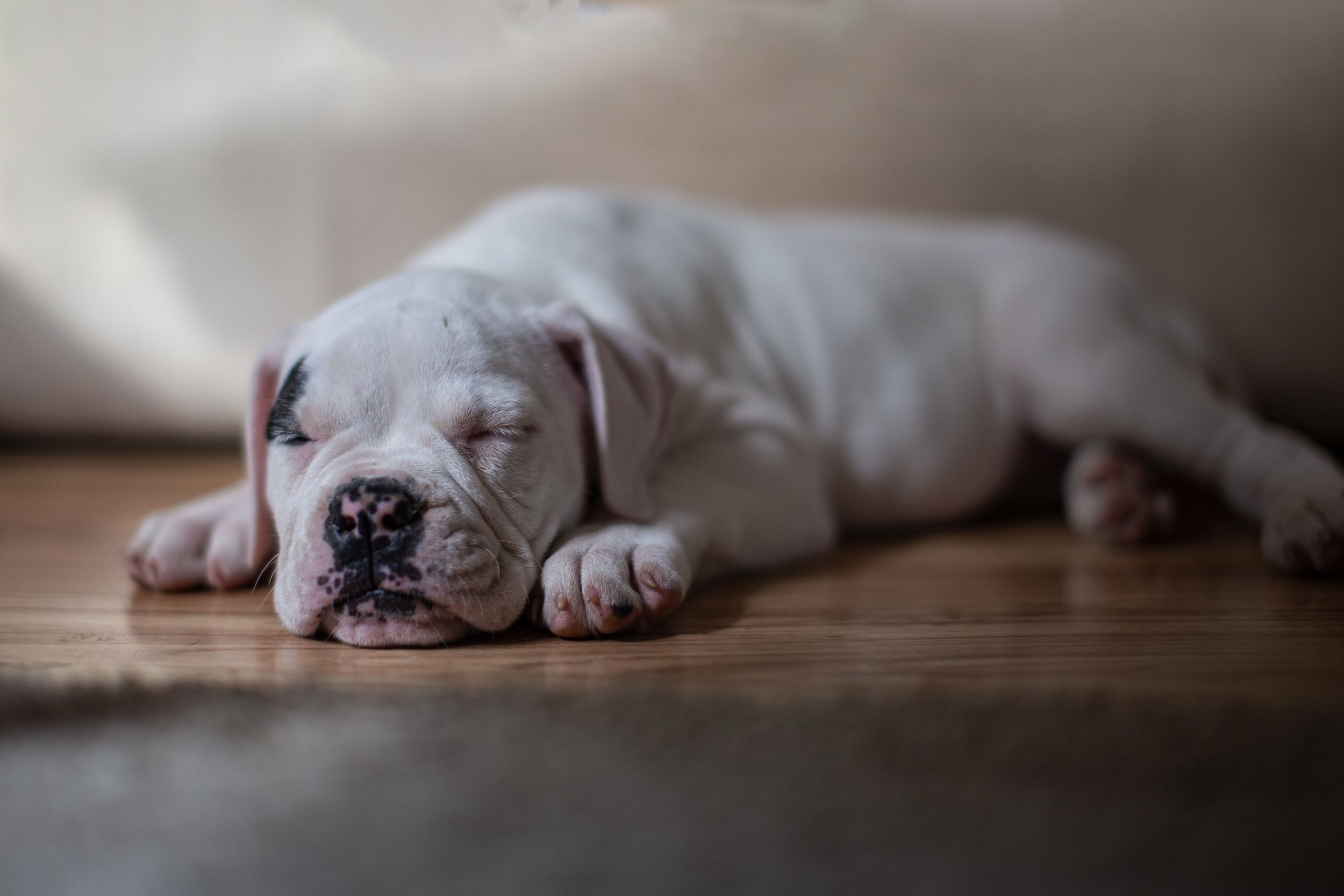 dog photo kutyafoto kisallatfoto gbr gbrfoto amerikai bulldog american bulldog