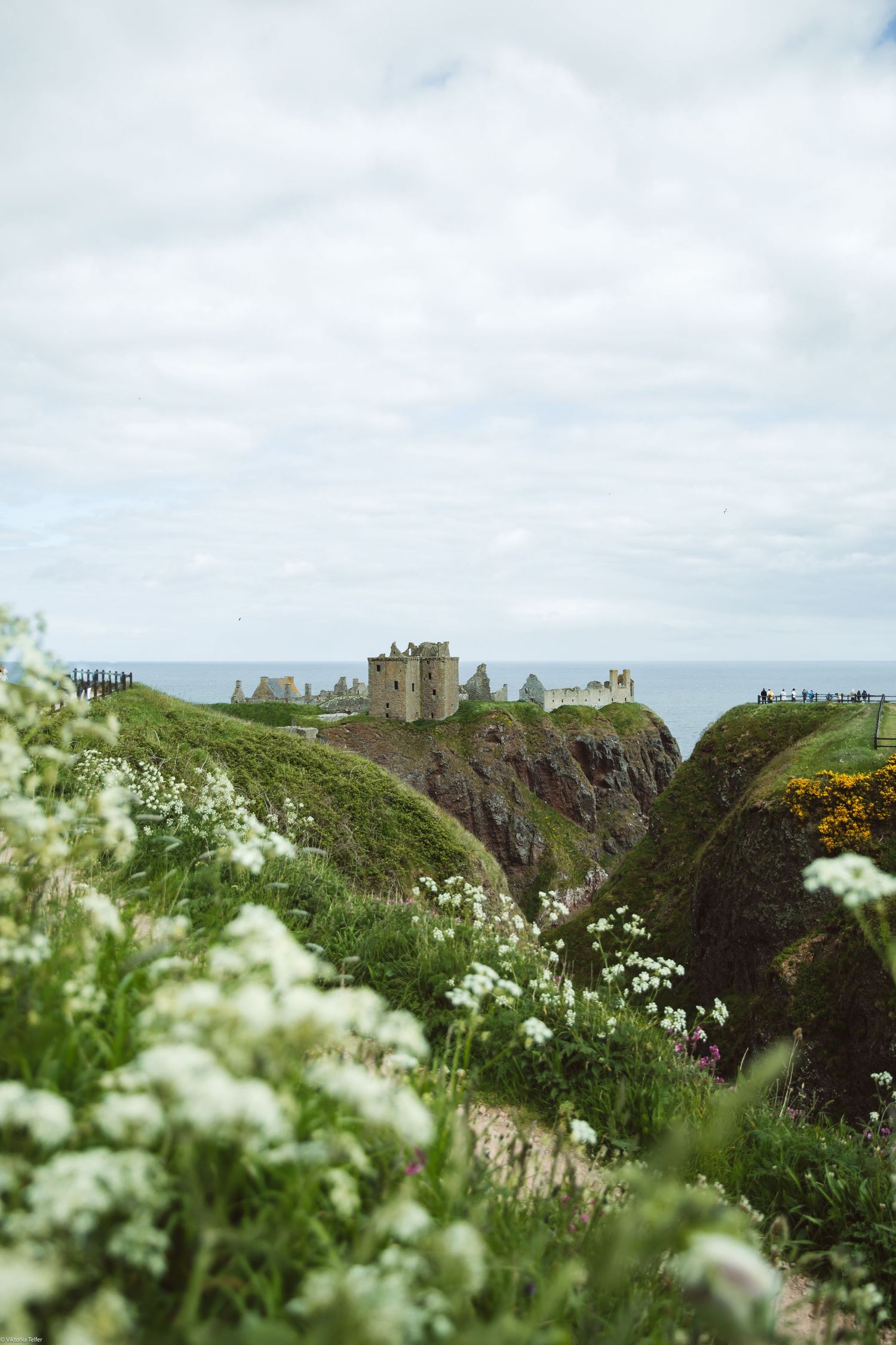 Dunnottar Castle perches dramatically on coastal cliffs surrounded by white wildflowers in Scotland.