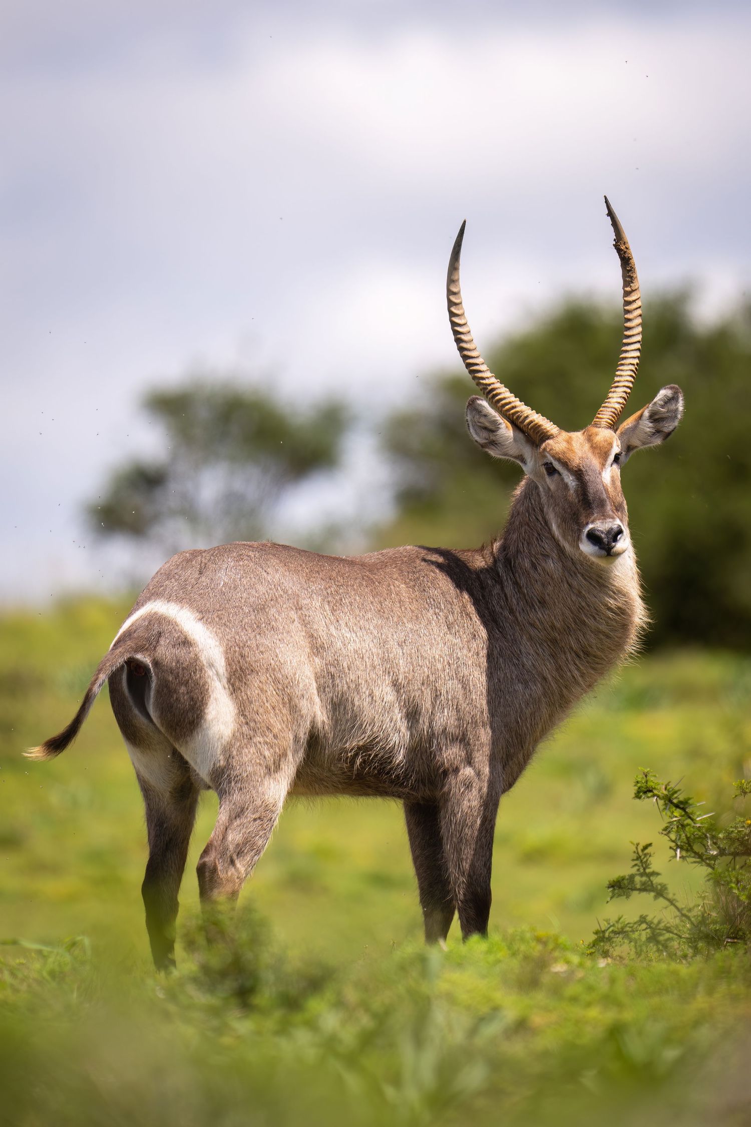 A waterbuck antelope standing alert in green grassland with prominent curved horns.