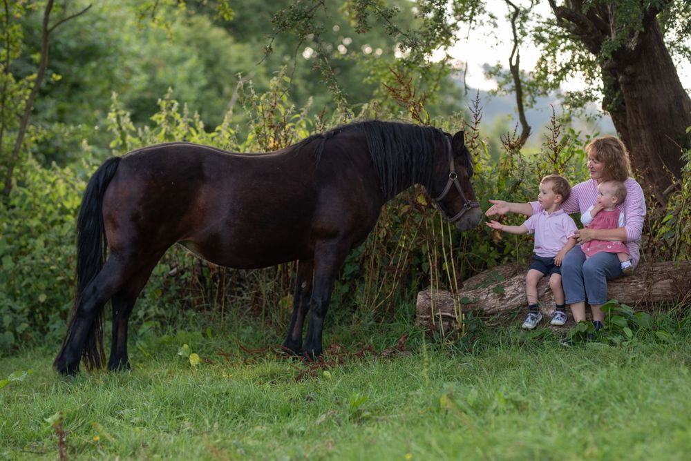 Dark horses grazing in a peaceful meadow with trees and grass in the background.