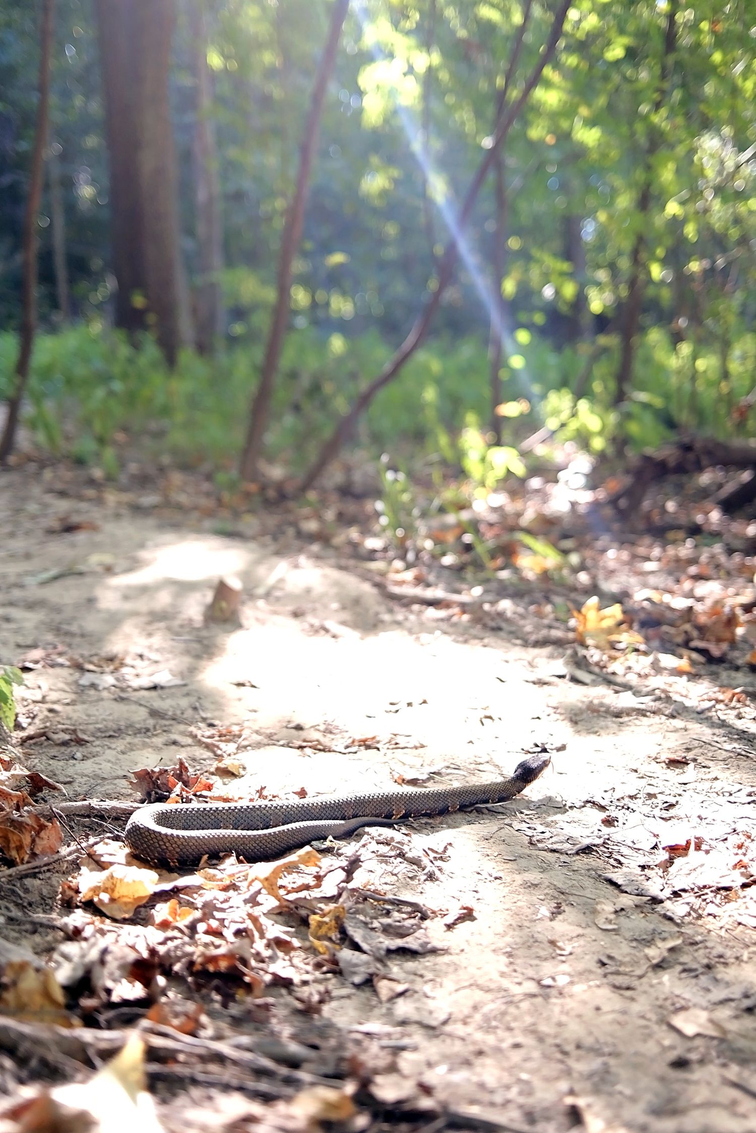 A snake along the trail
