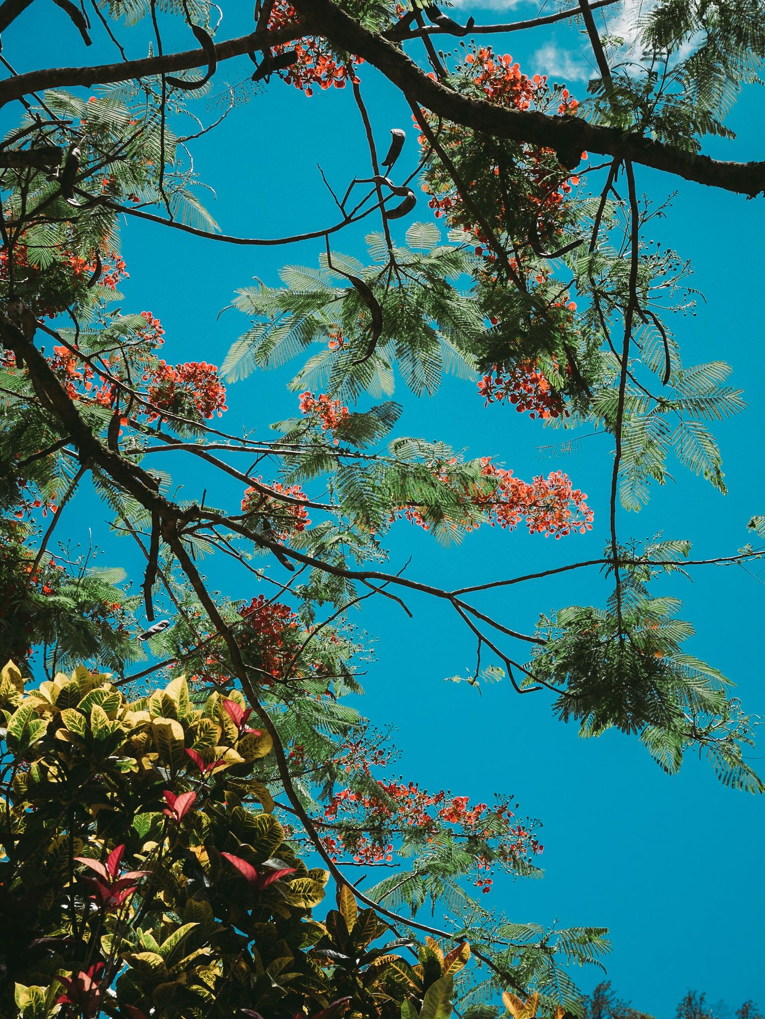 Vibrant red flowering branches against bright turquoise sky with green pine needles.