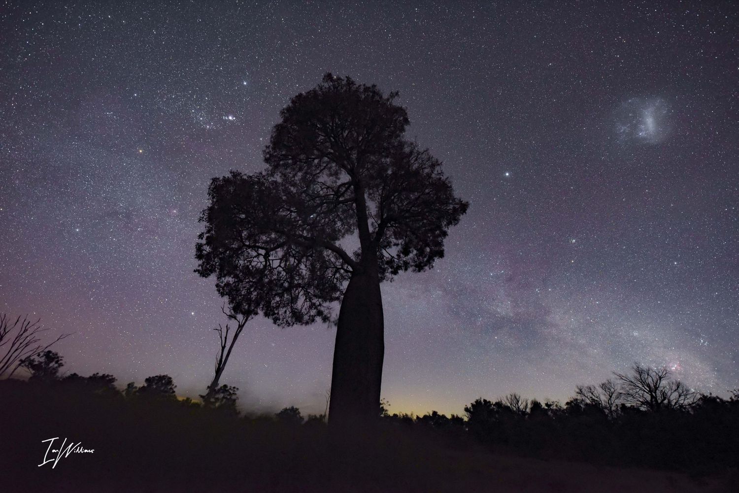Milky Way and Queensland Bottle Tree