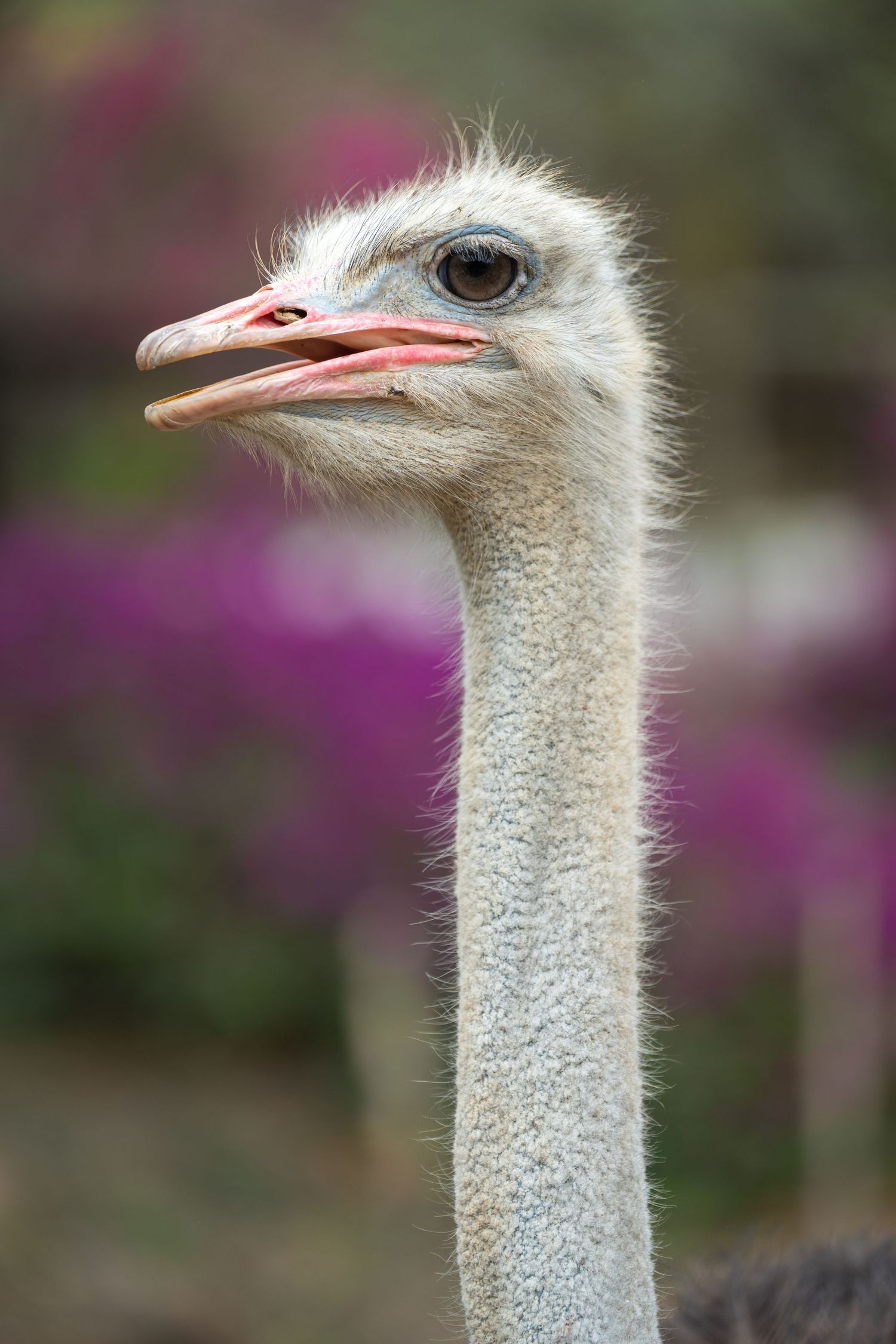 Close-up portrait of an ostrich head showing white feathers and pink beak.