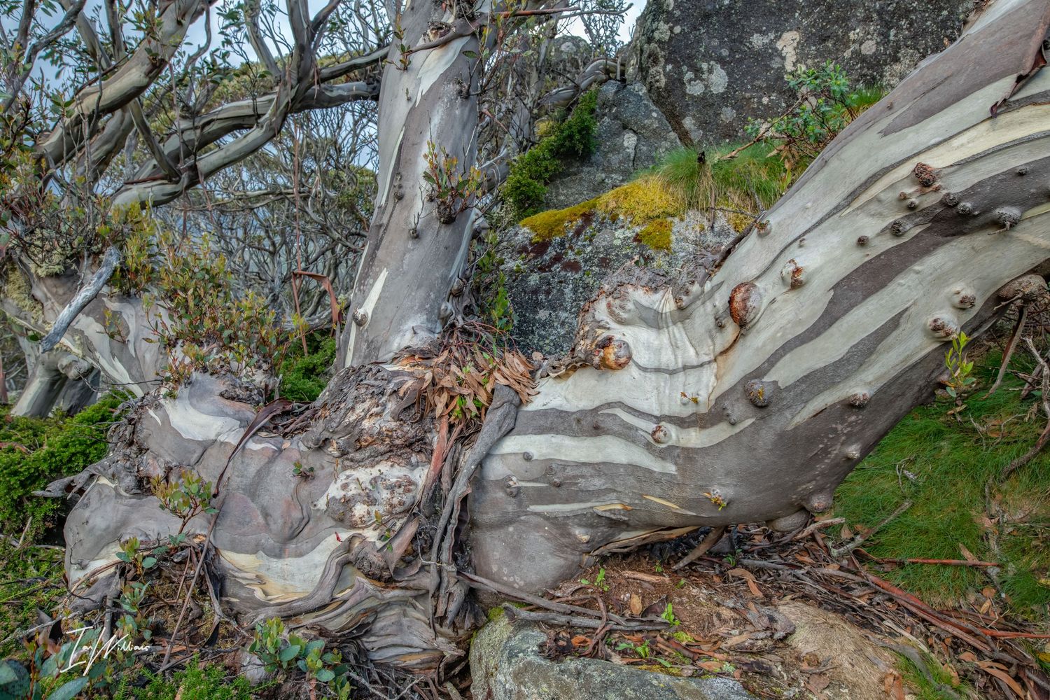 Snow gum