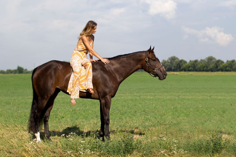 Winter Performance Horses