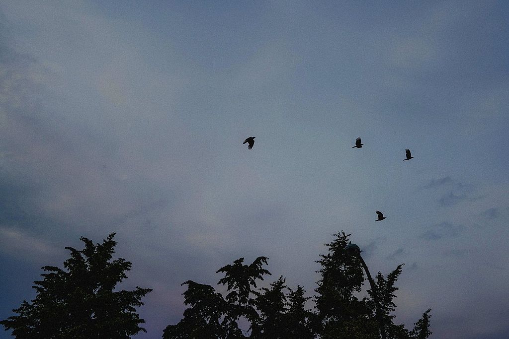 Silhouettes of birds flying across a dusky sky with tree tops in the foreground.