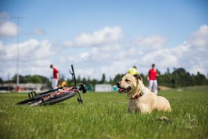 Yellow labrador dog resting on grass field with bicycle in background.