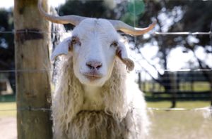 Close up portrait of a white fluffy sheep looking directly at camera through wooden fence posts.