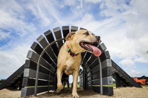 Happy yellow labrador dog standing on outdoor agility equipment.