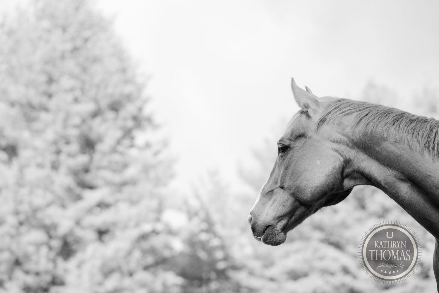 Black and white profile portrait of a horse's head against a winter landscape.