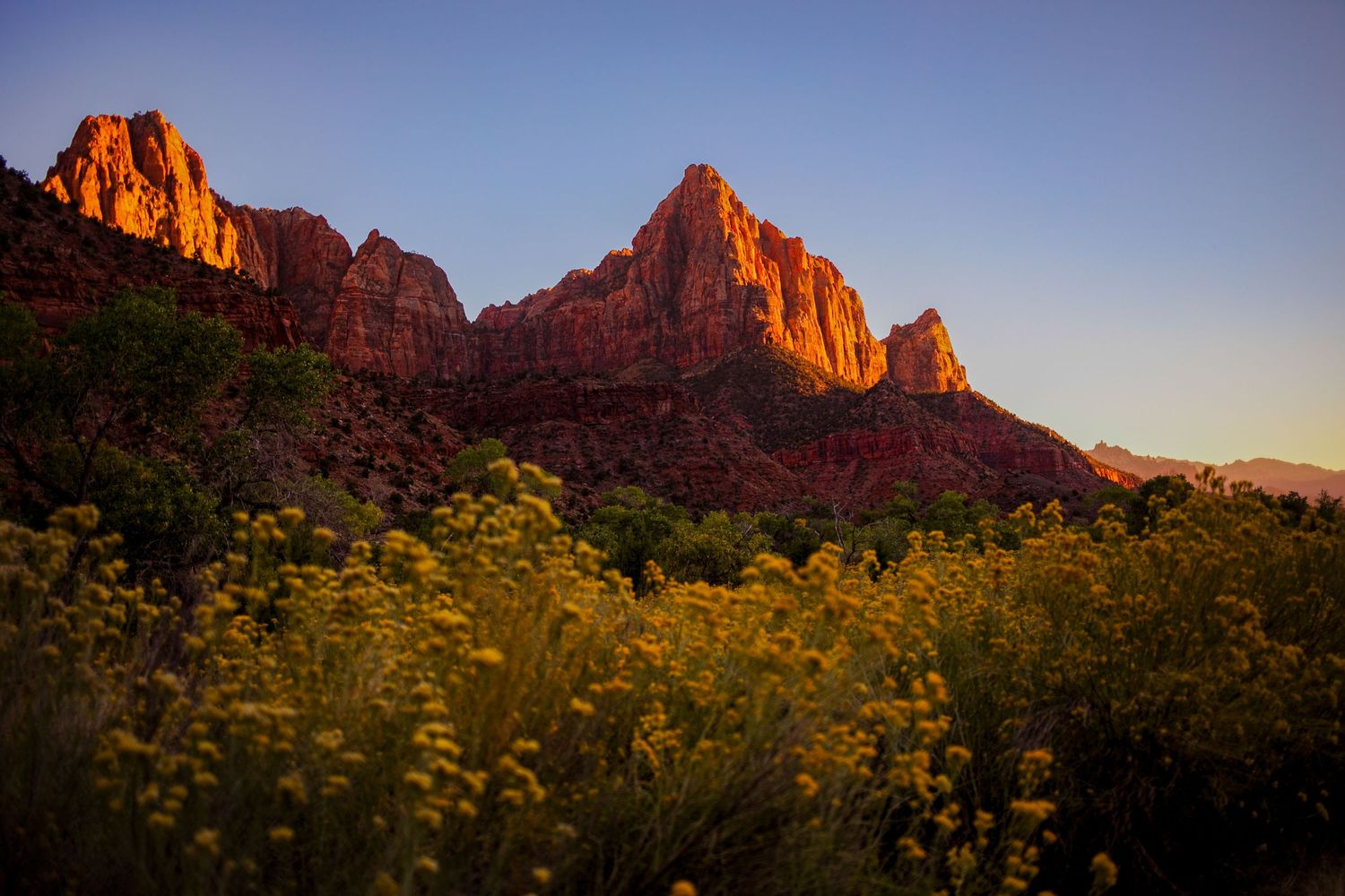 Red rock cliffs behind field of yellow flowers in Zion National Park in southern Utah