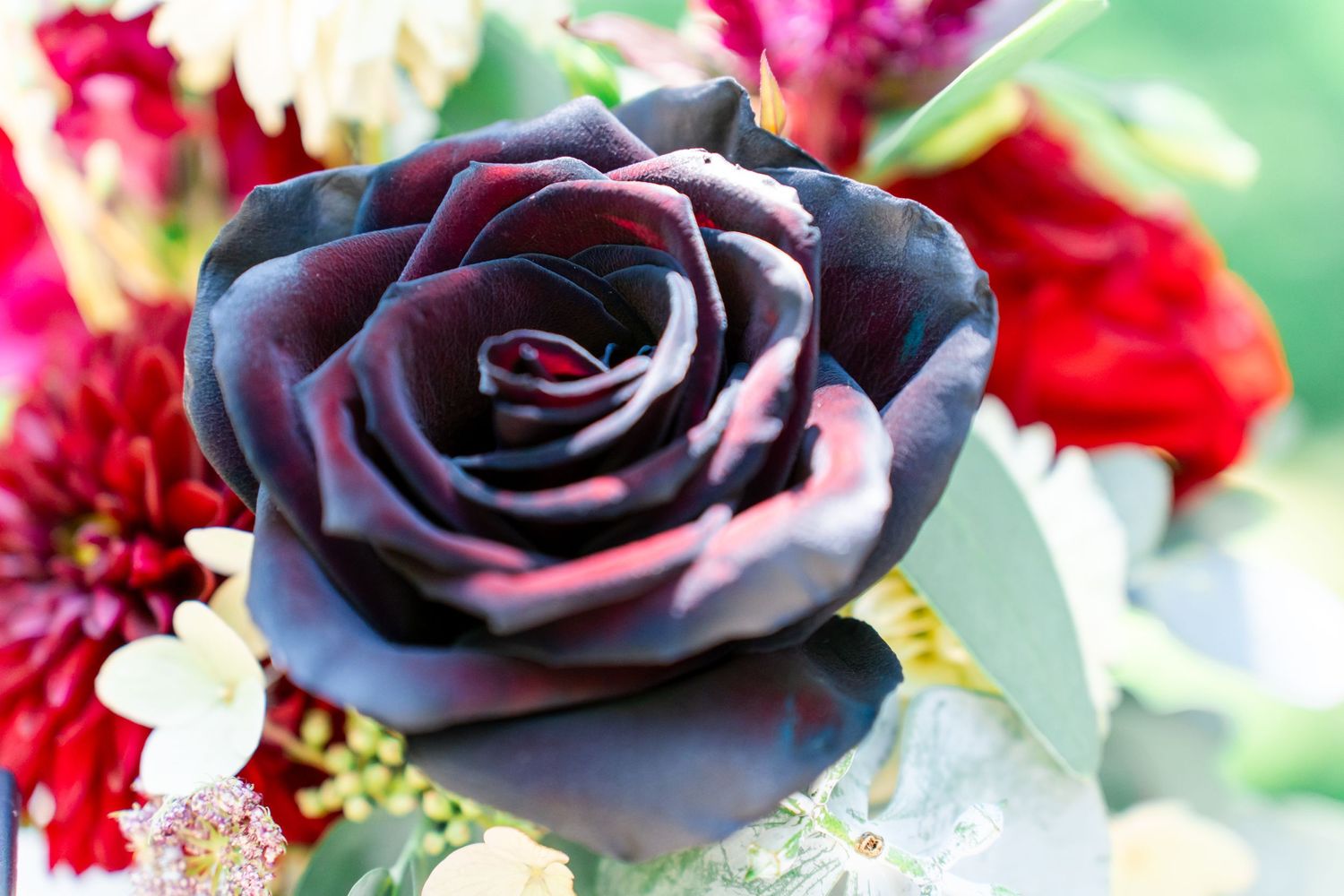 black rose