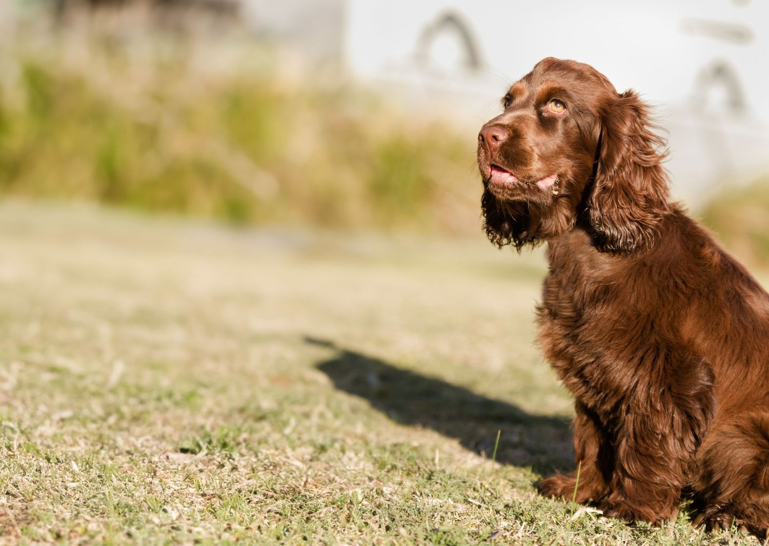 Stunning anf Affordable dog photography in Newcastle, Lake Macquarie, Port Stephens and Maitland, NSW