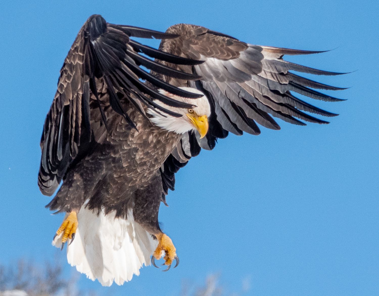 Bald Eagle