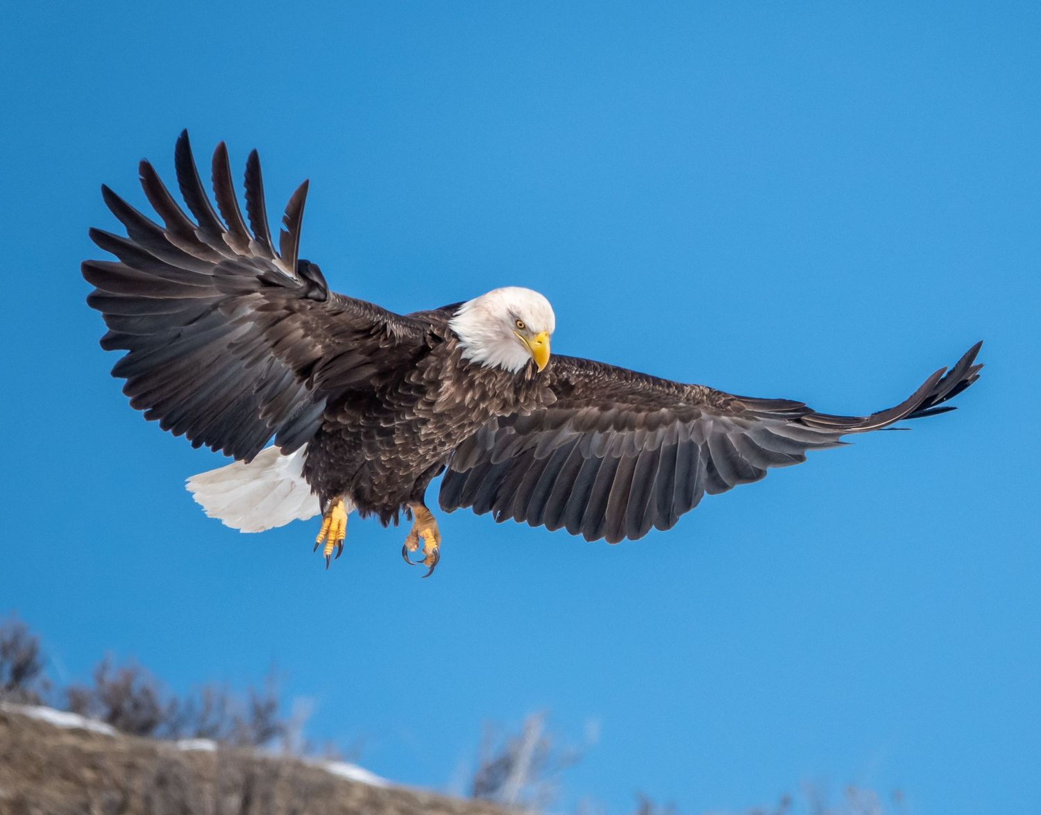 Bale Eagle