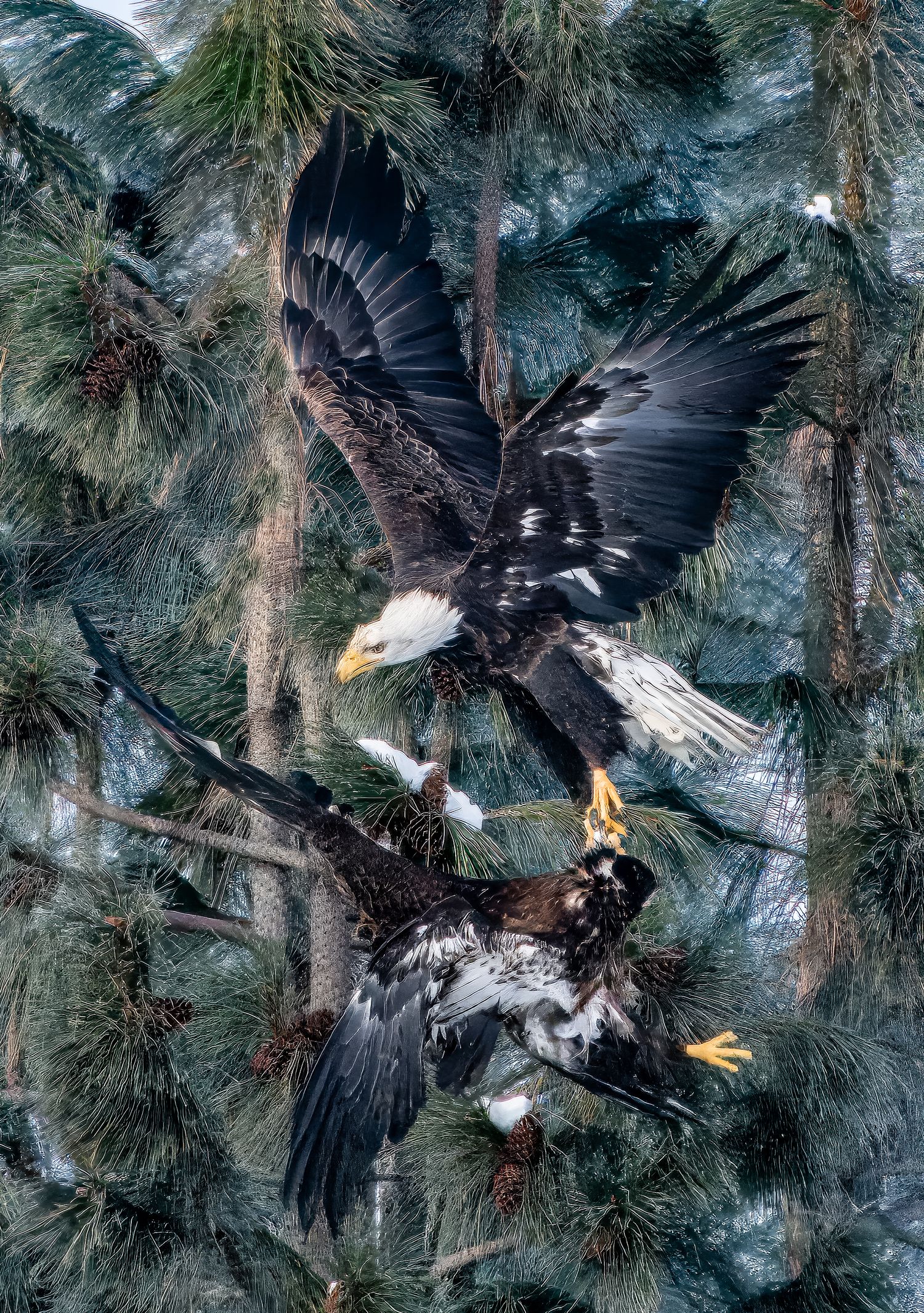 Bald Eagles in combat