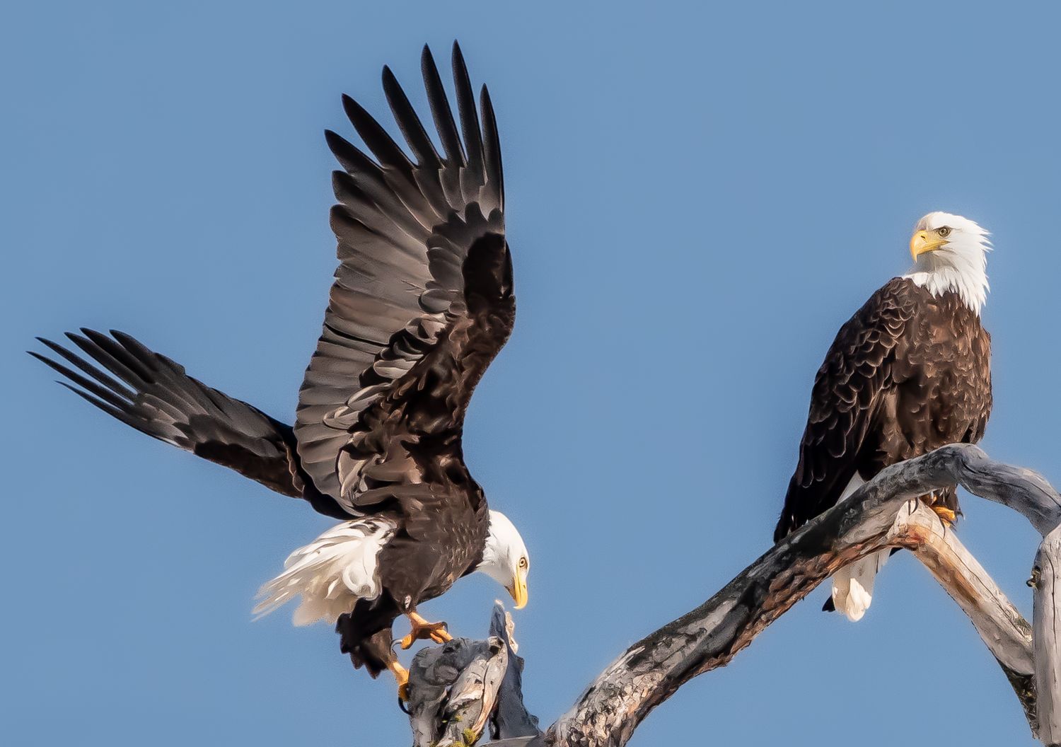 Bald Eagles