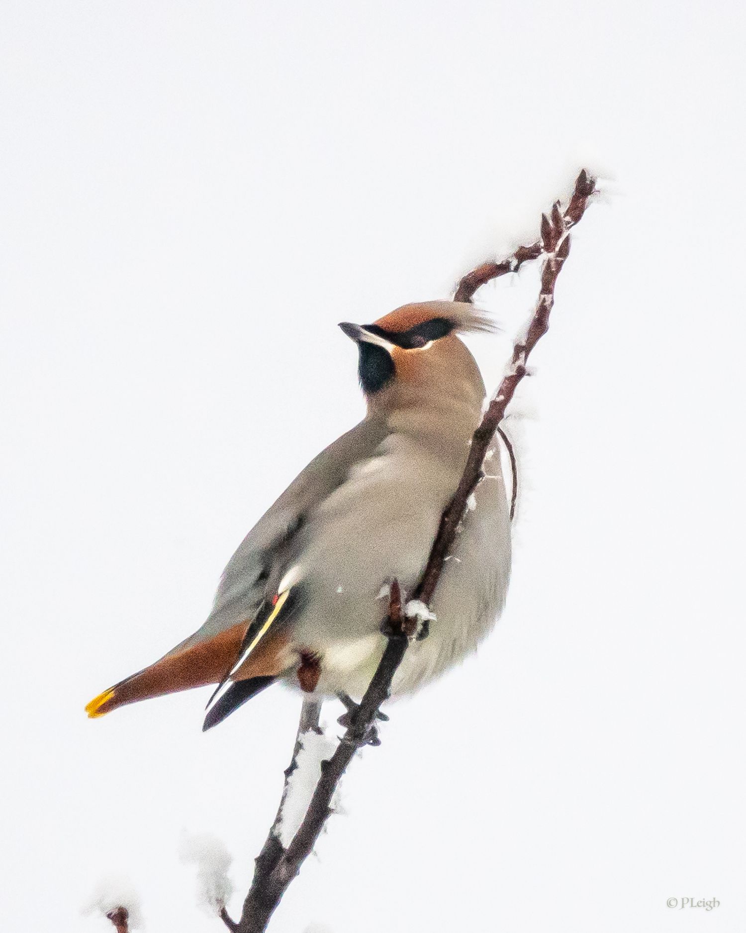Bohemian Waxwing