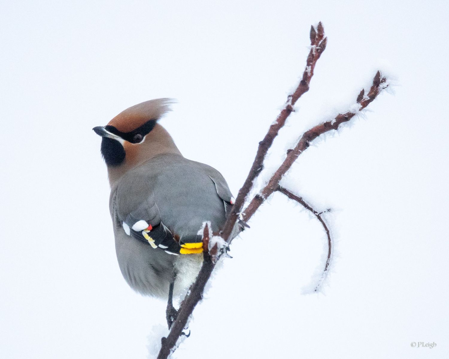 Bohemian Waxwing