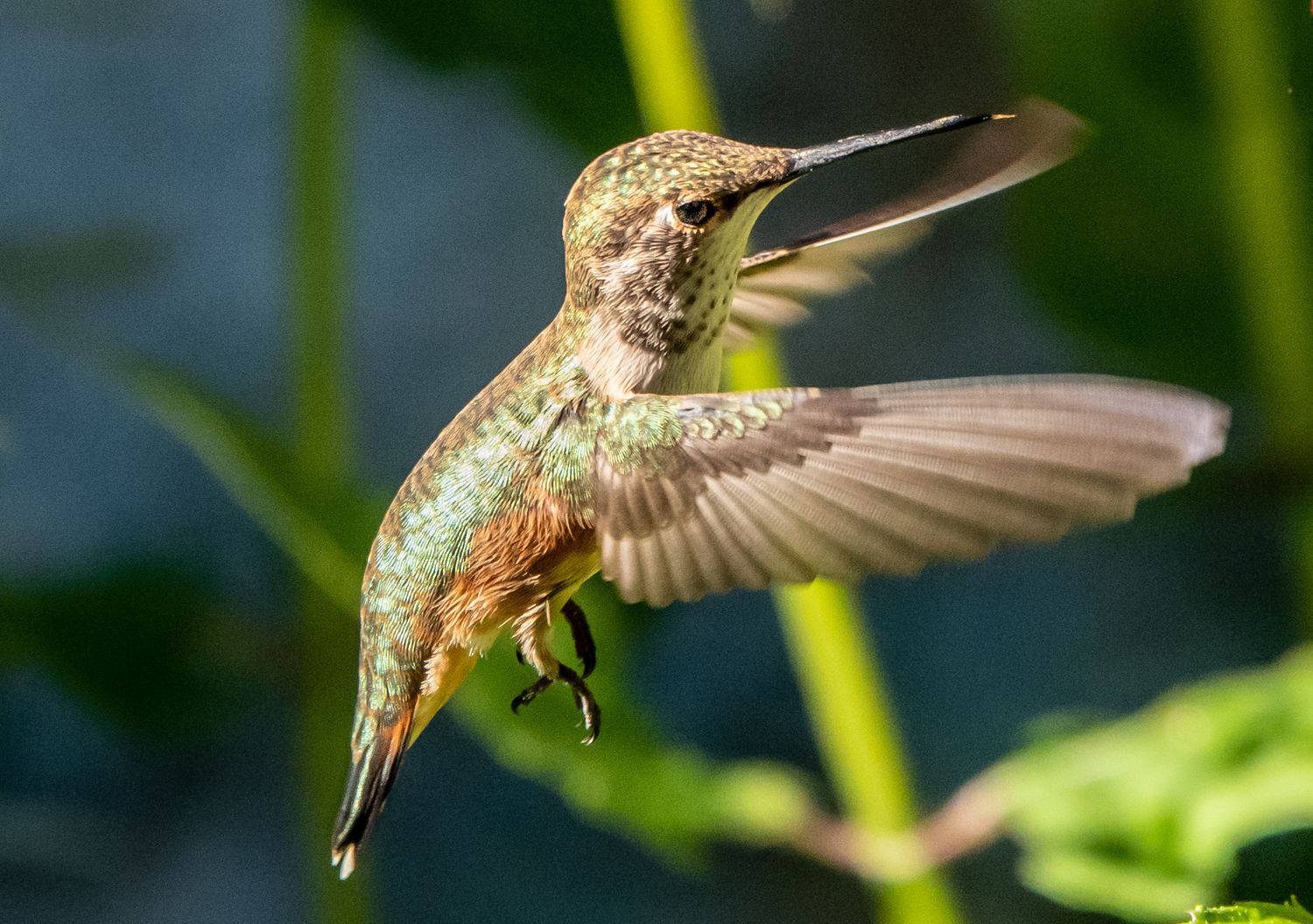 Anna's? Hummingbird Female