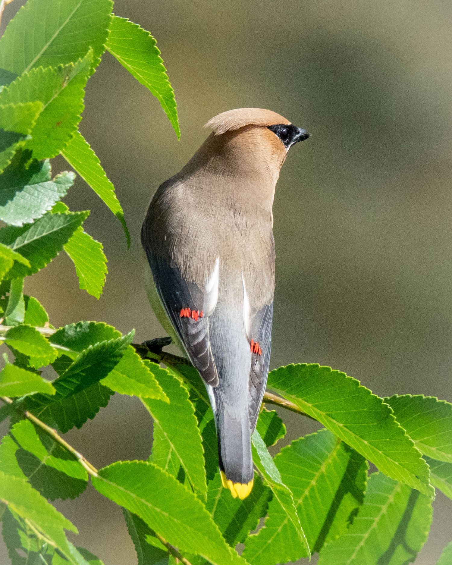 Cedar Waxwing