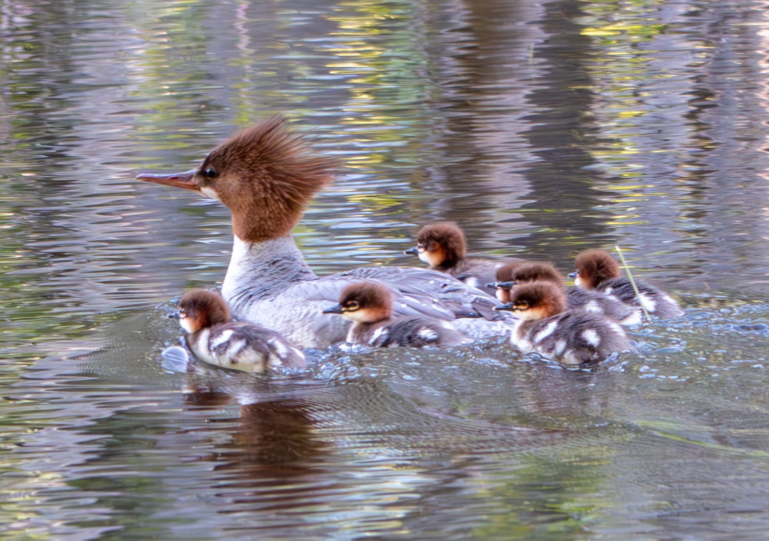 Common Merganser female