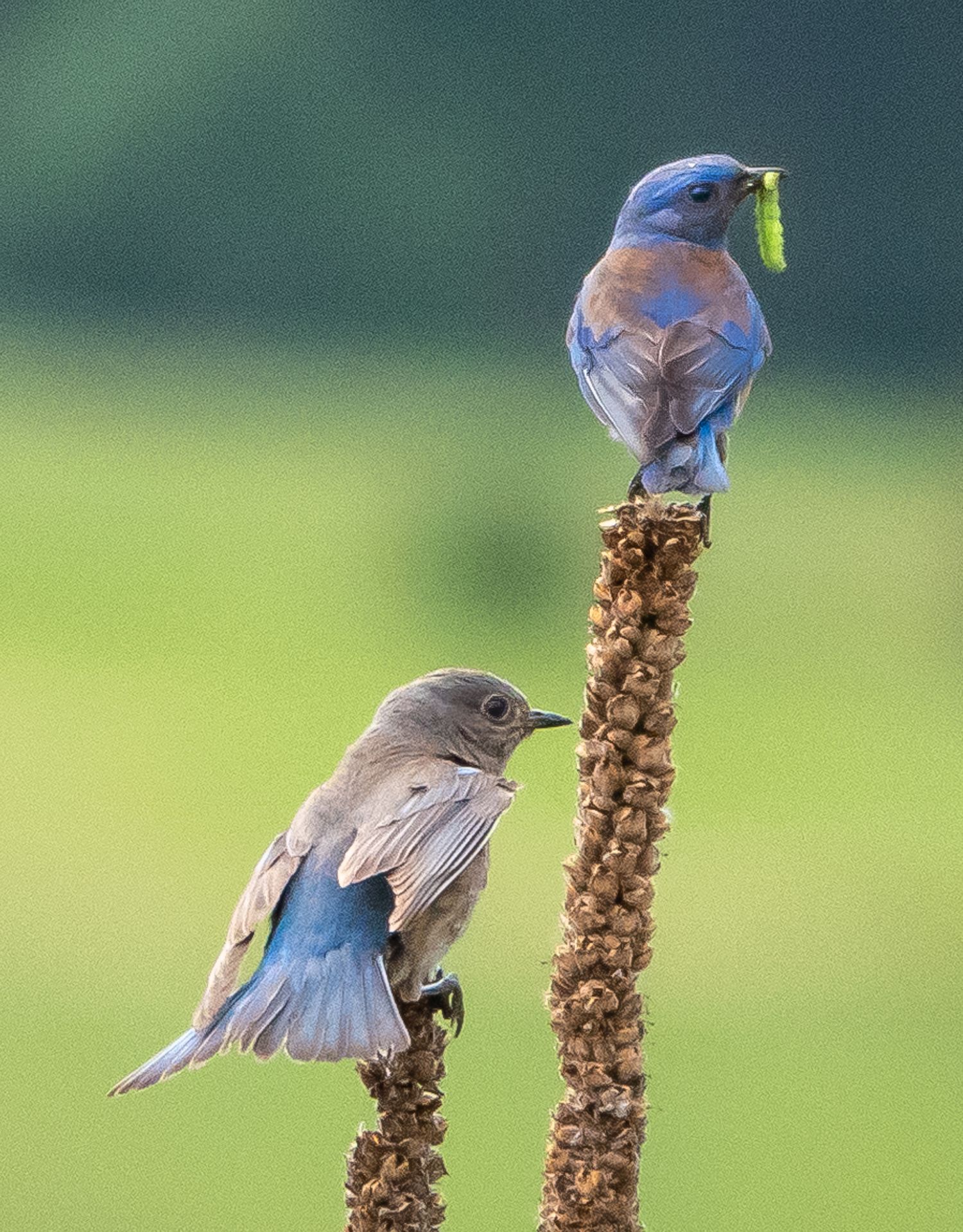 Mountain Bluebirds male and female