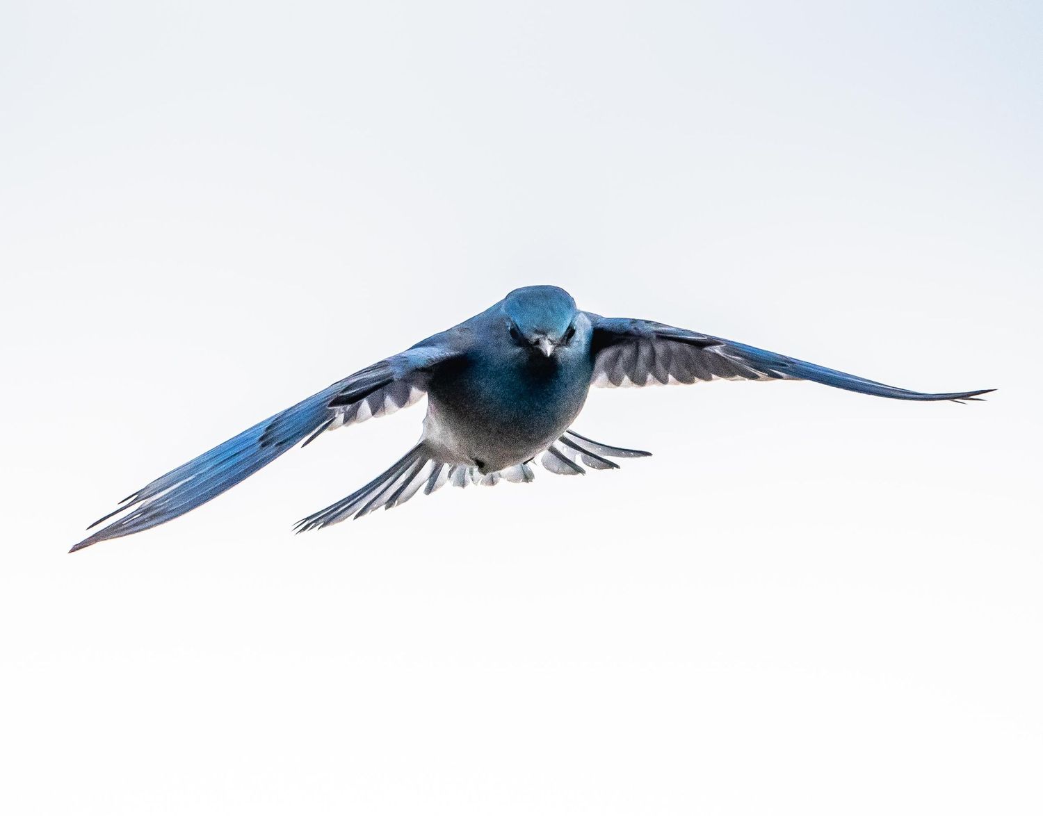 Male Mountain Bluebird