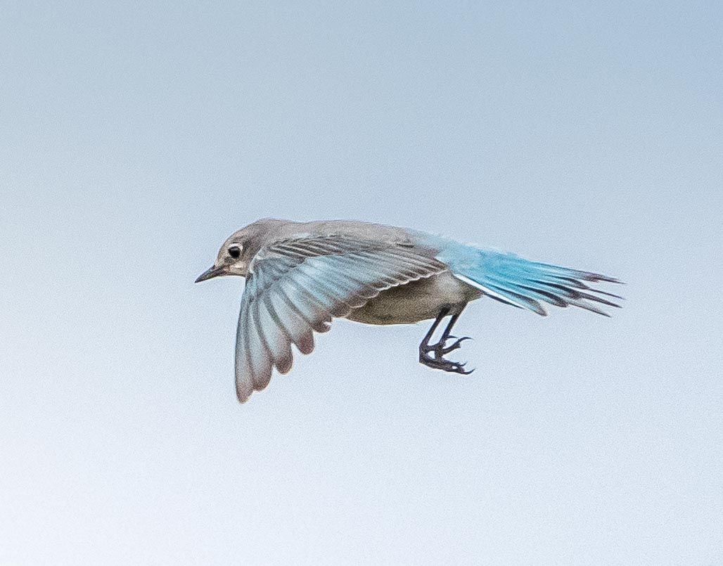 Female Mountain Bluebird