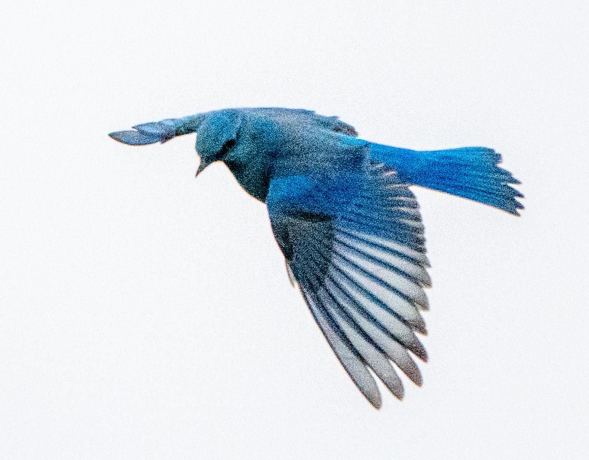 Male Mountain Bluebird