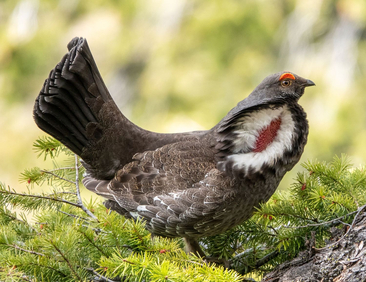 Dusky Grouse Male