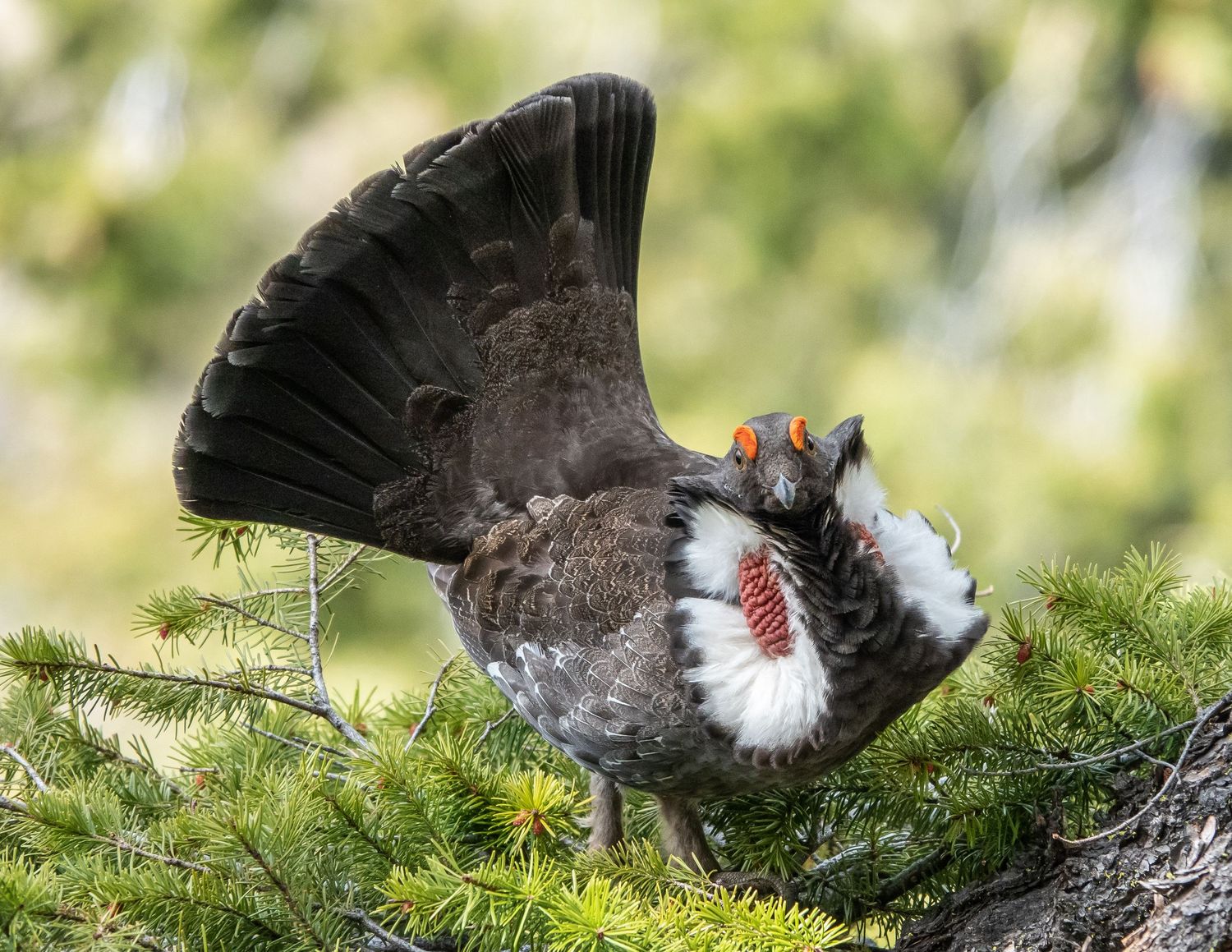 Dusky Grouse Male