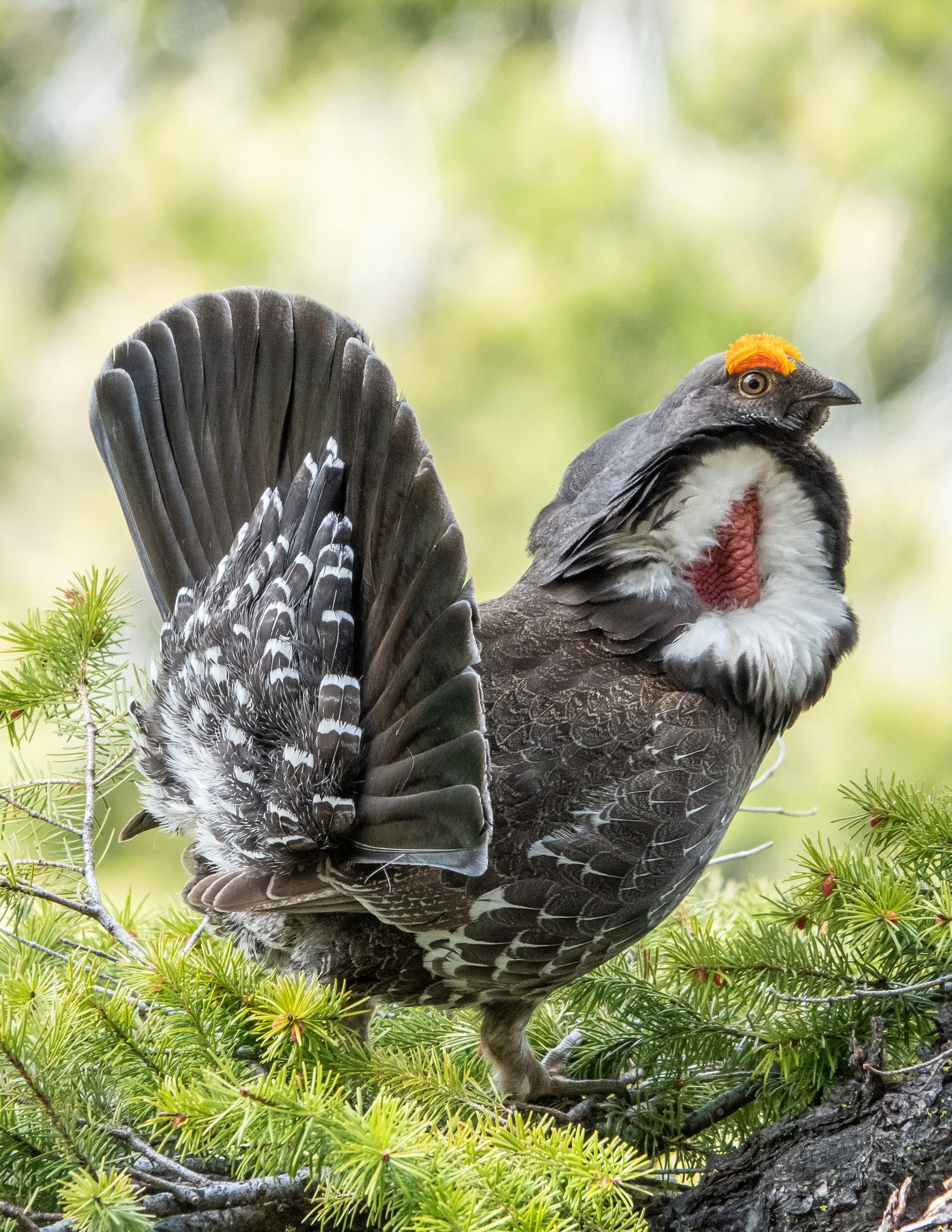 Dusky Grouse Male