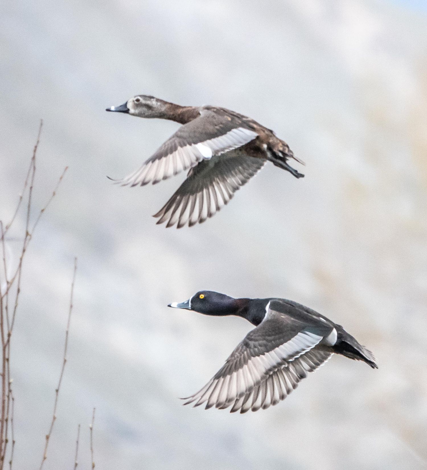 Ring-necked Ducks