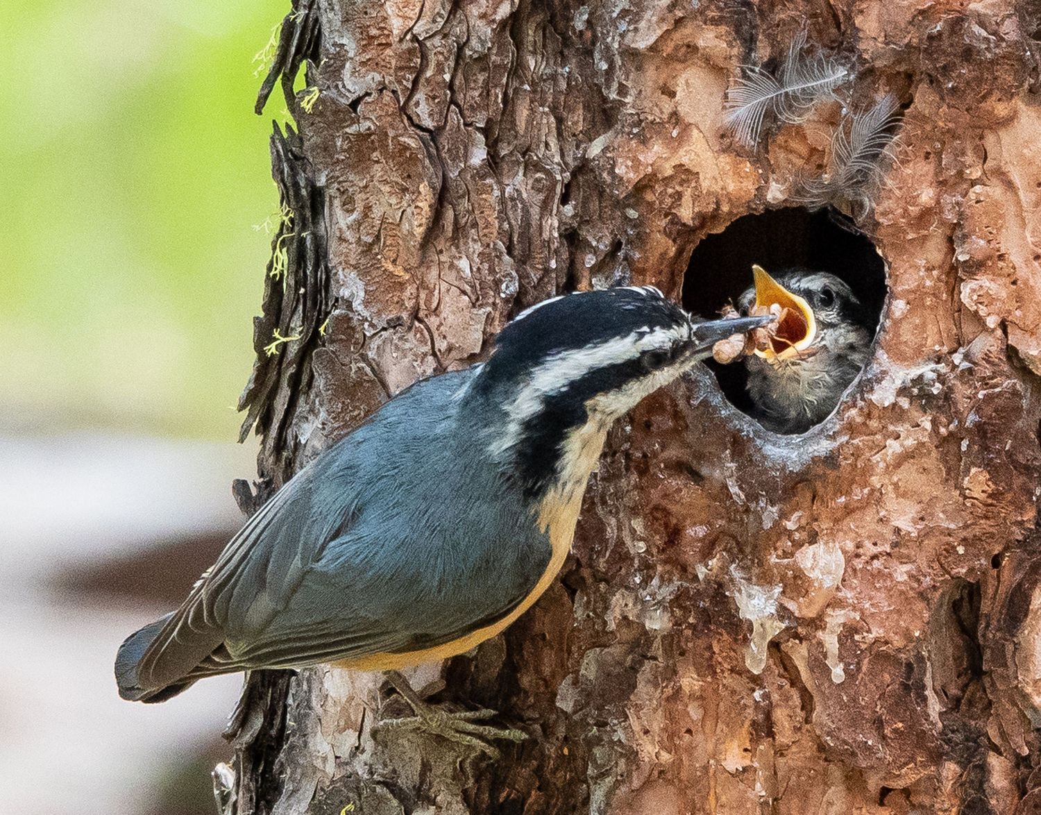 Red-breasted Nuthatch