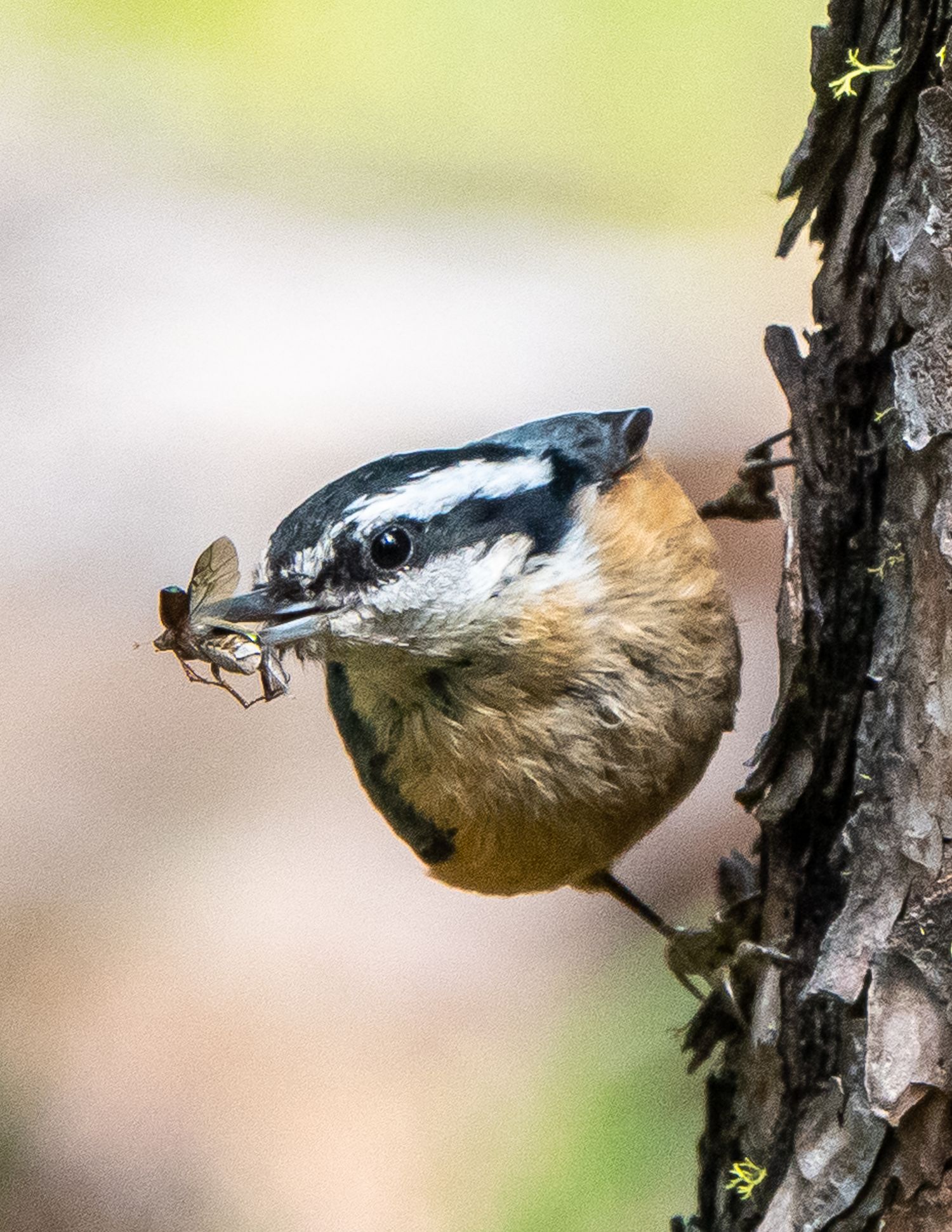 Red-Breasted Nuthatch