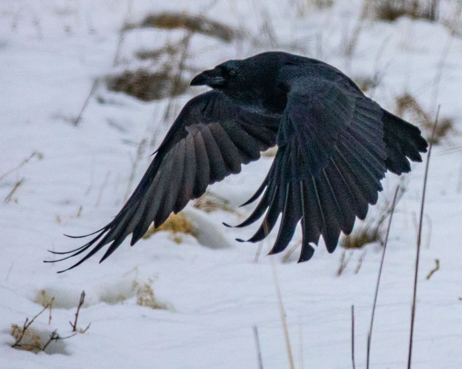 Raven
