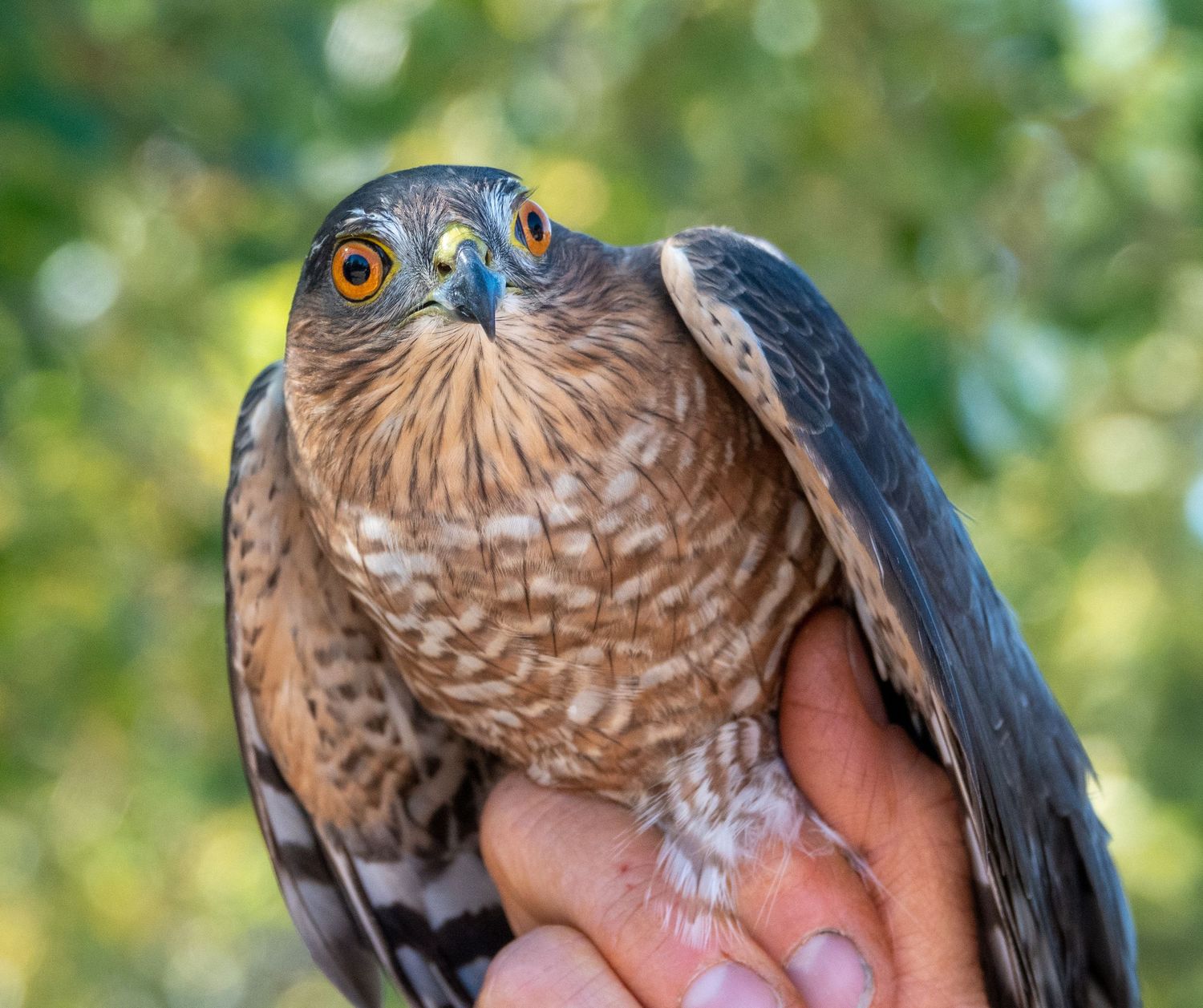 Cooper's Hawk adult