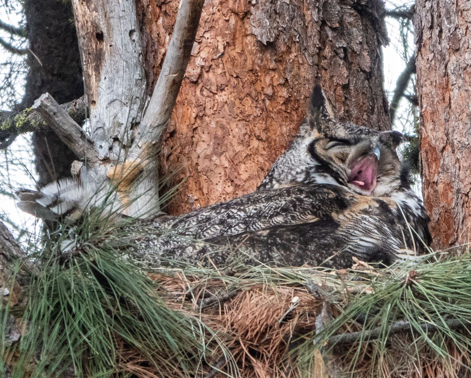 Great Horned Owl on nest
